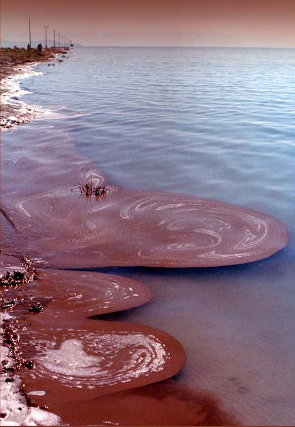 brine shrimp eggs floating